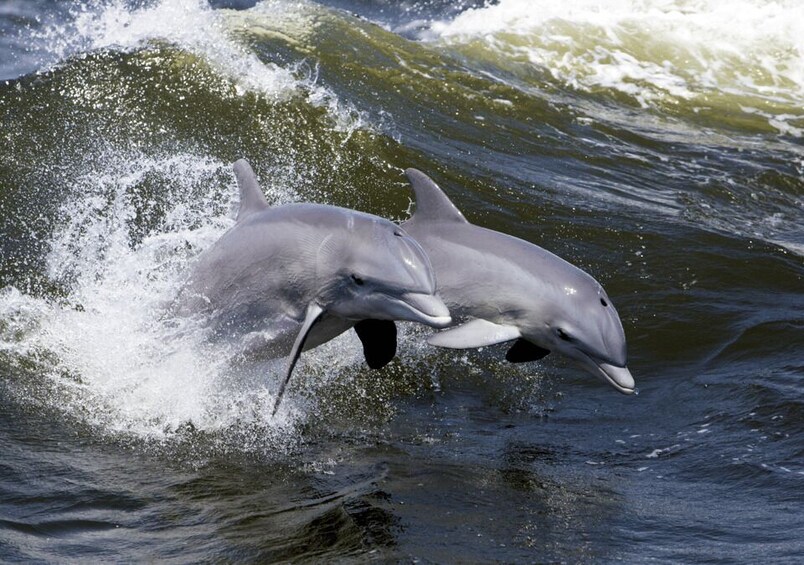 Hilton Head Island: Dolphin Nature Cruise