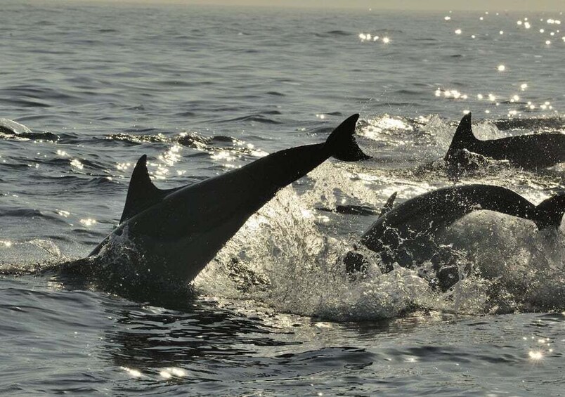 Picture 2 for Activity Hilton Head Island: Dolphin Nature Cruise