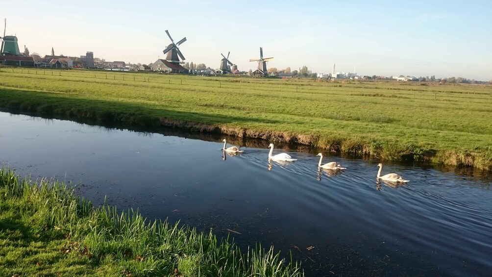 Picture 5 for Activity Zaanse Schans Windmills 4-Hour Tour in Italian