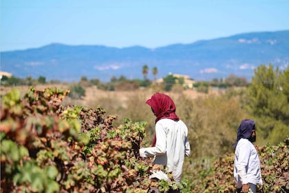 Carvoeiro/Portimão/Alvor: Tour del vino con degustazione, tapas e musica