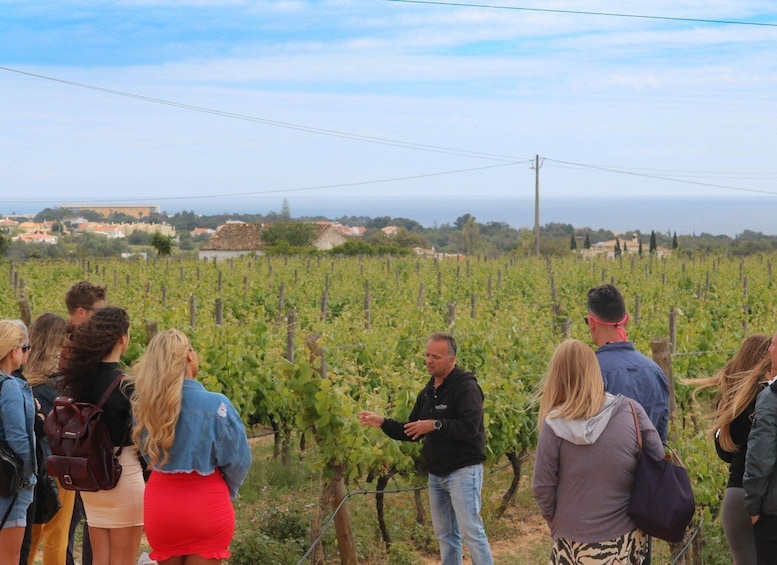 Picture 1 for Activity Algarve: Winery Tour with Tastings, Tapas and Music