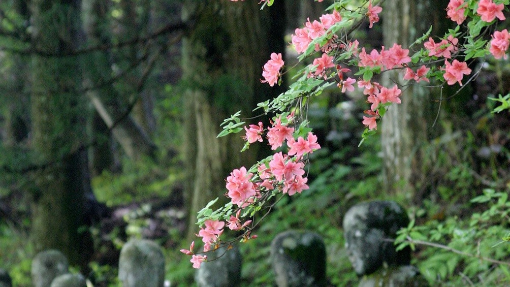 Blossoms on tree branches in garden in Nikko