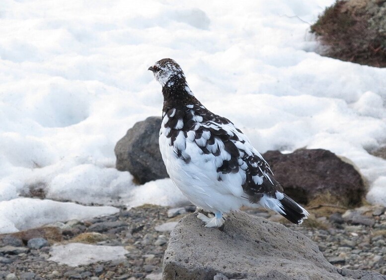 Picture 3 for Activity From Nagano: Tateyama-Kurobe Alpine Route