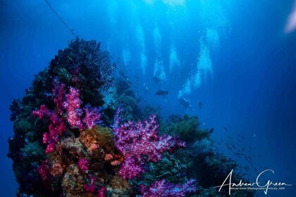 From Magnetic Island or Townsville: Yongala Wreck Dive Trip