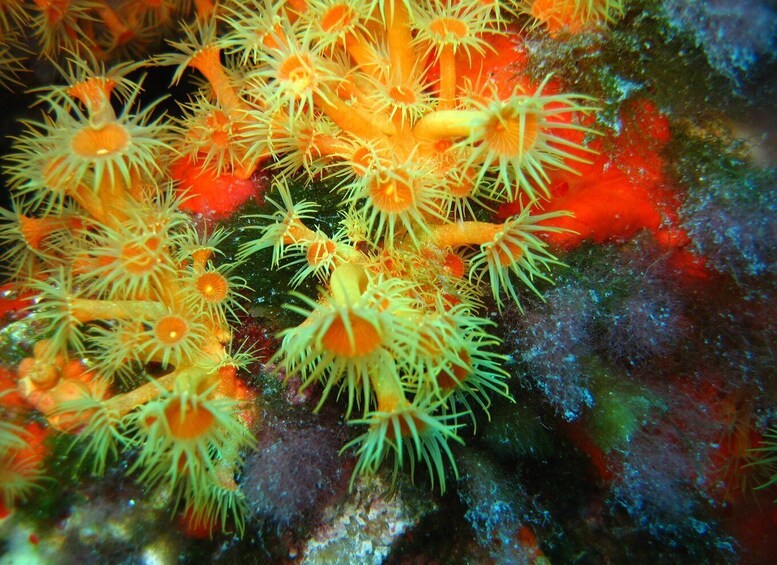 Picture 4 for Activity Ajaccio: Beginner's Scuba Dive with Experienced Instructor