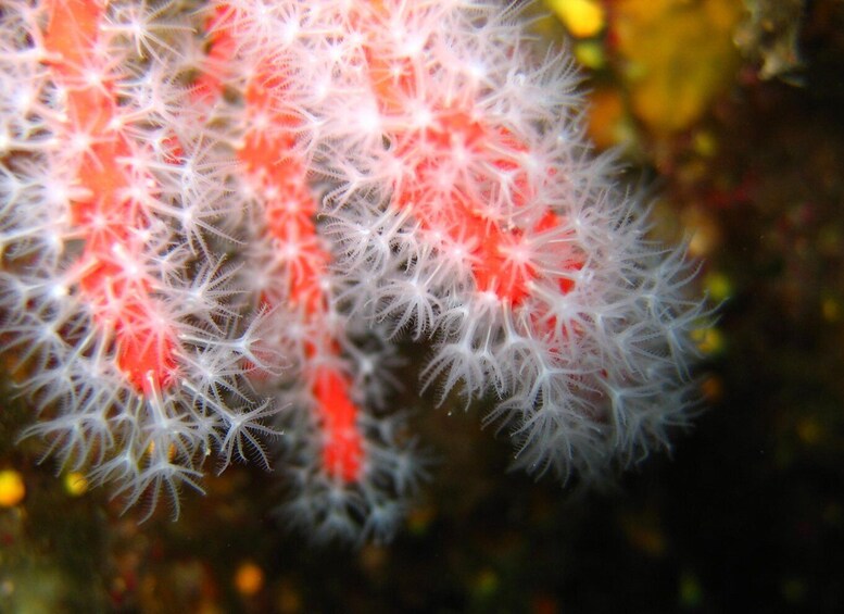 Picture 7 for Activity Ajaccio: Beginner's Scuba Dive with Experienced Instructor