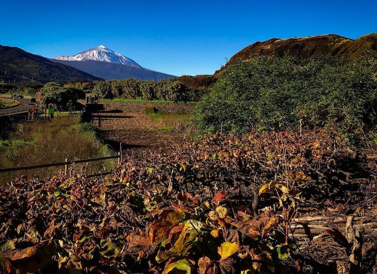 Picture 5 for Activity Tenerife: Mount Teide Nature and Wine Shore Excursion