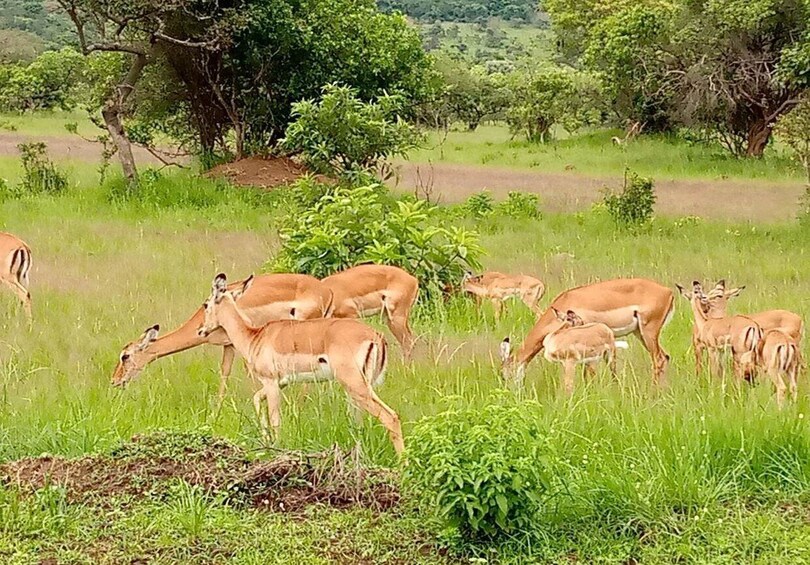 Picture 5 for Activity Kigali: Akagera National Park Big 5 & Big Cats Day Safari