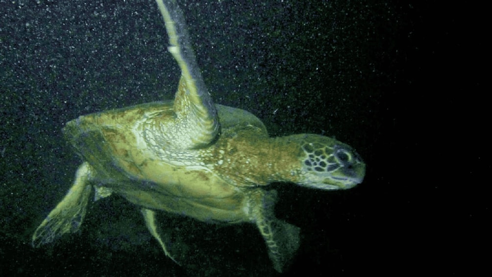 Picture 4 for Activity Hilo: Night Dive for Certified Divers