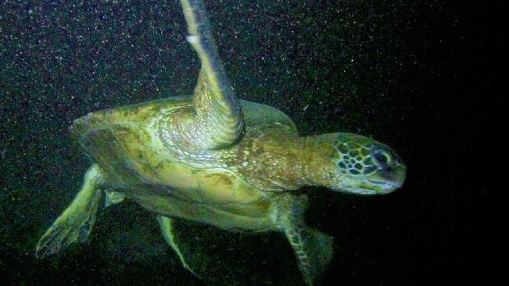 Picture 4 for Activity Hilo: Night Dive for Certified Divers