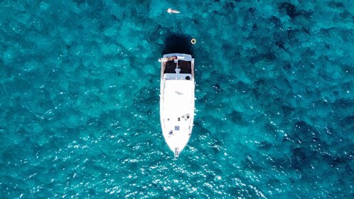 Las Galletas: Walvis- en dolfijnentour met lokale schipper