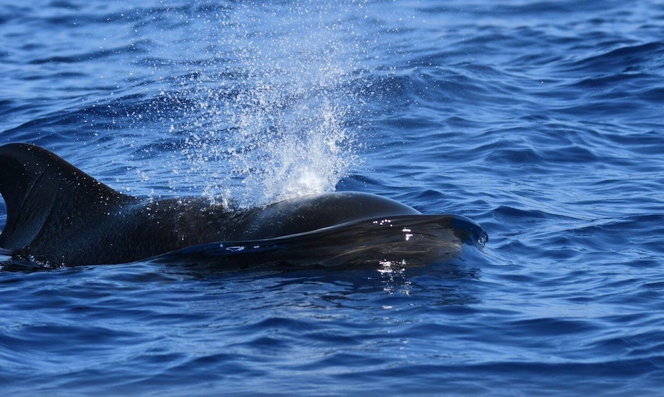 Picture 17 for Activity Las Galletas: Whale & Dolphin Tour with Local Skipper