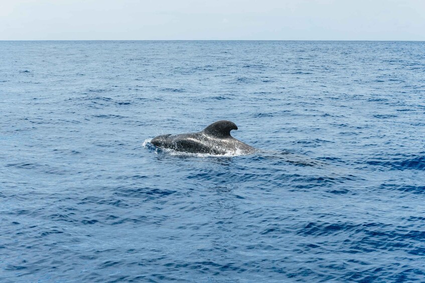 Picture 8 for Activity Las Galletas: Whale & Dolphin Tour with Local Skipper