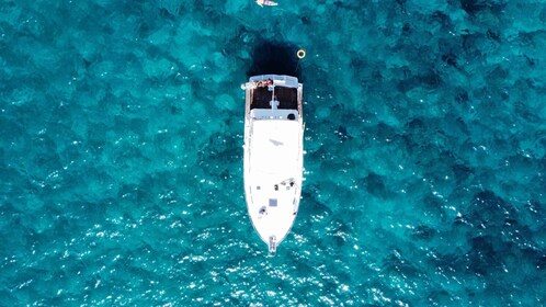 Las Galletas: Tour delle balene e dei delfini con skipper locale