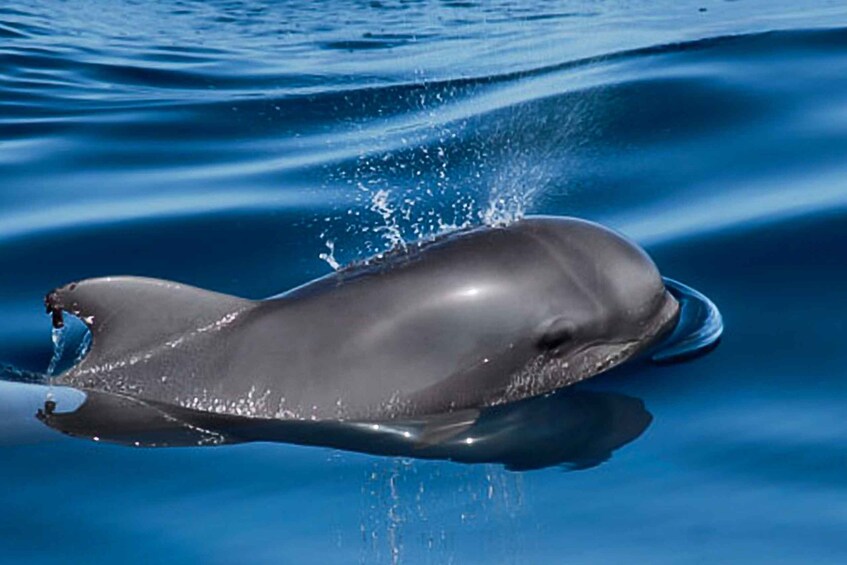 Picture 3 for Activity Tenerife: Luxury Private Whale & Dolphin Watching Tour