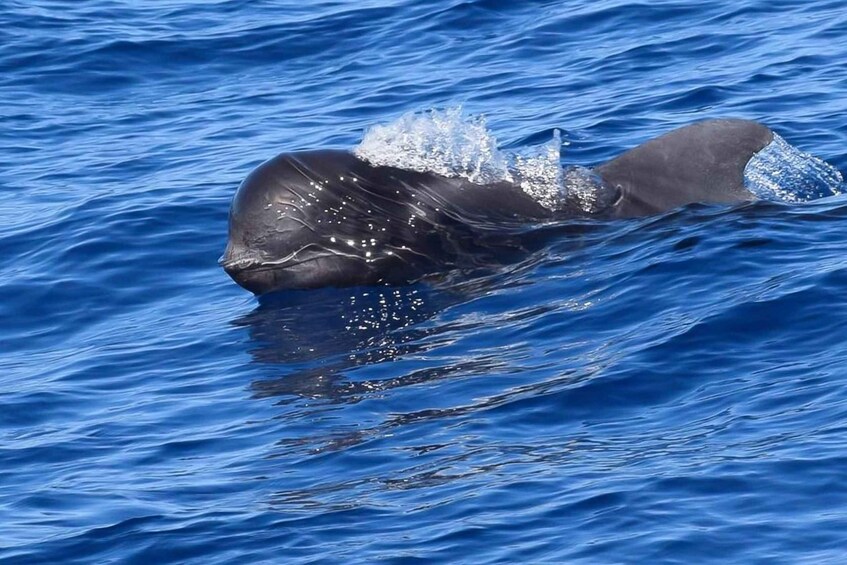 Picture 6 for Activity Tenerife: Luxury Private Whale & Dolphin Watching Tour