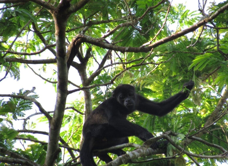 Picture 3 for Activity From Panama City: Gatun Lake and Monkey Island Tour