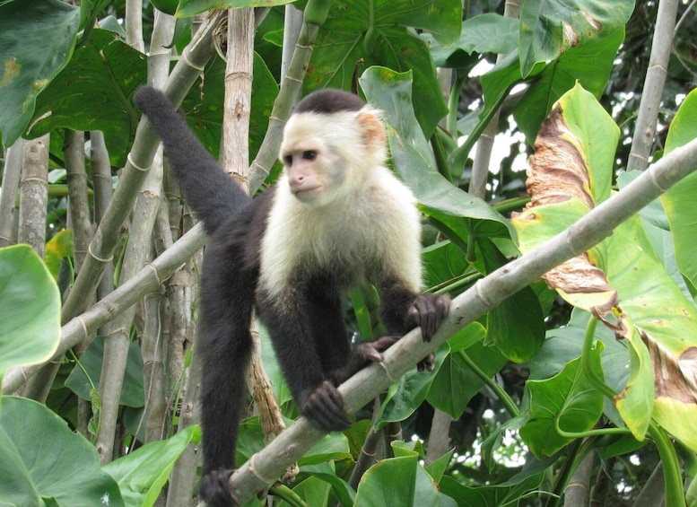 Picture 1 for Activity From Panama City: Gatun Lake and Monkey Island Tour