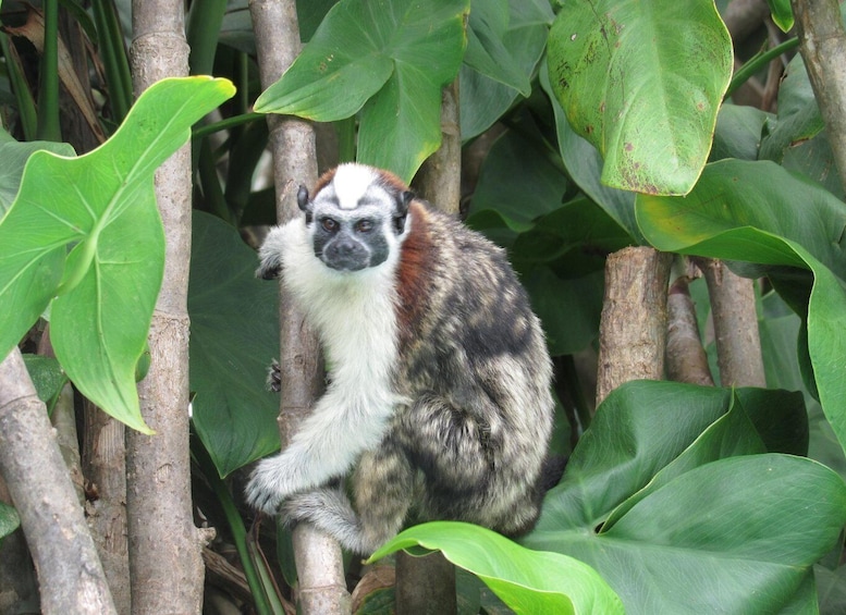 Picture 2 for Activity From Panama City: Gatun Lake and Monkey Island Tour