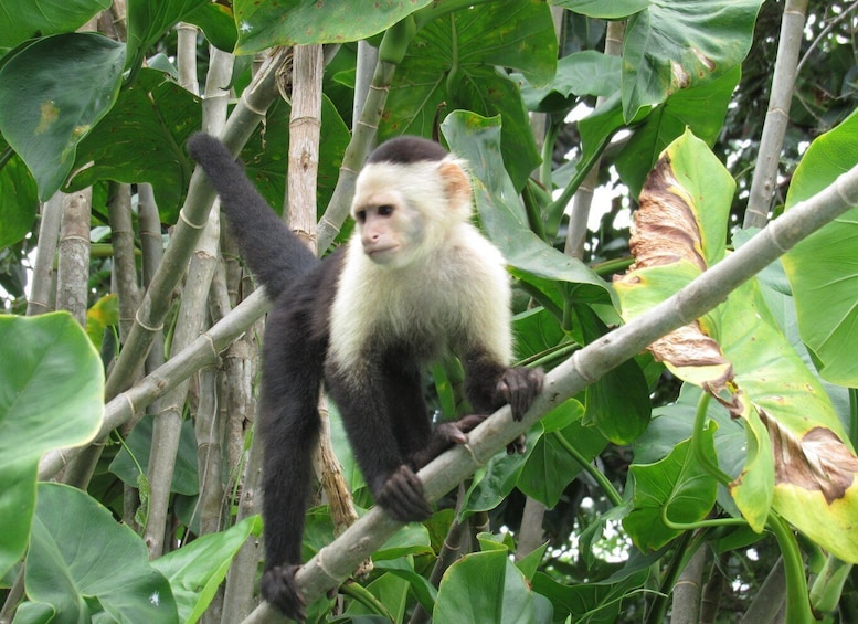 Picture 1 for Activity From Panama City: Gatun Lake and Monkey Island Tour