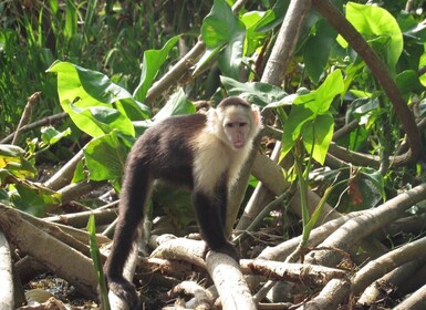 Fra Panama City: Gatun Lake og Monkey Island Tour