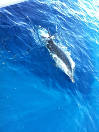 Picture 4 for Activity Poreč: Sunset Dolphin Safari Cruise with Drinks