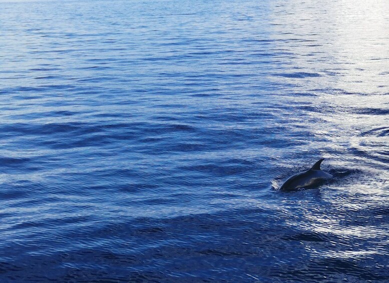 Picture 2 for Activity Poreč: Sunset Dolphin Safari Cruise with Drinks