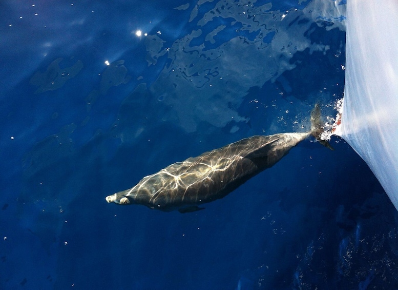 Picture 5 for Activity Poreč: Sunset Dolphin Safari Cruise with Drinks