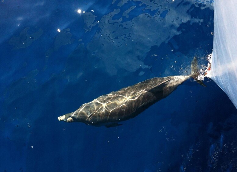 Picture 5 for Activity Poreč: Sunset Dolphin Safari Cruise with Drinks