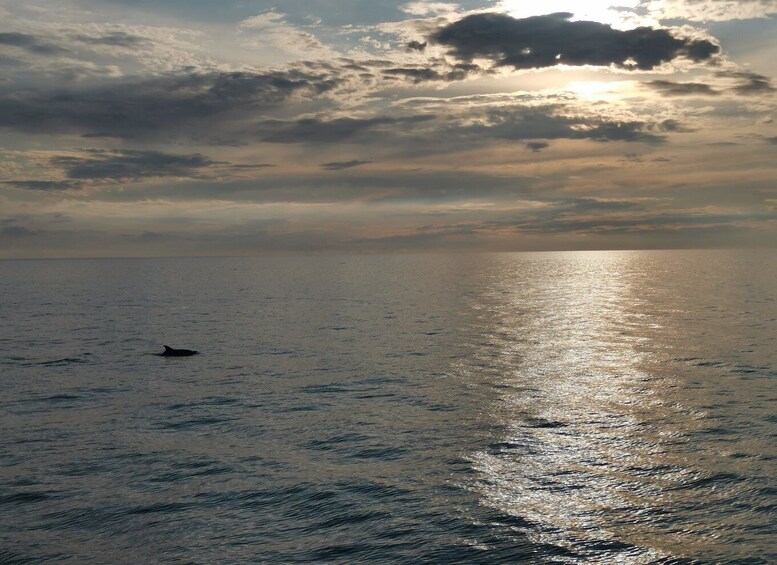 Picture 6 for Activity Poreč: Sunset Dolphin Safari Cruise with Drinks