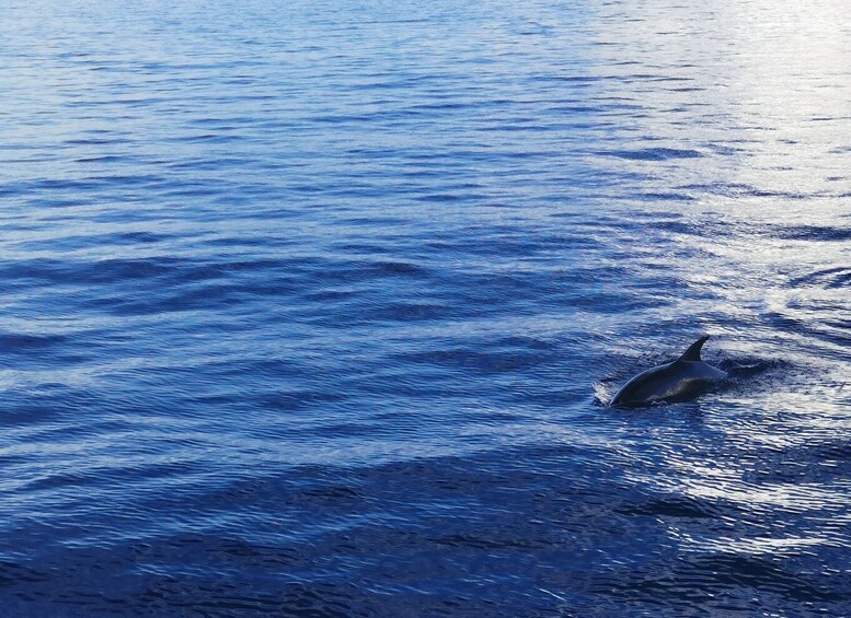 Picture 2 for Activity Poreč: Sunset Dolphin Safari Cruise with Drinks