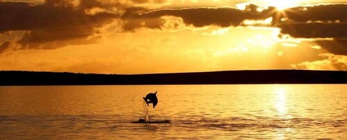 Poreč: crucero de safari con delfines al atardecer con bebidas