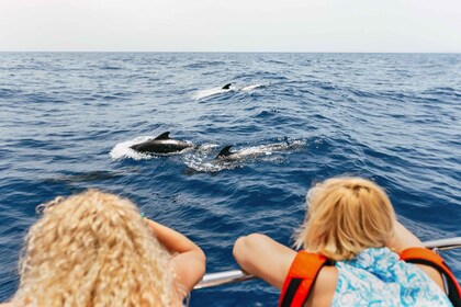 Costa Adeje: Katamaran-tur med hvalsafari og drinks