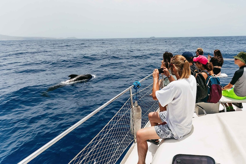 Picture 4 for Activity Costa Adeje: Whale Watching Catamaran Tour with Drinks