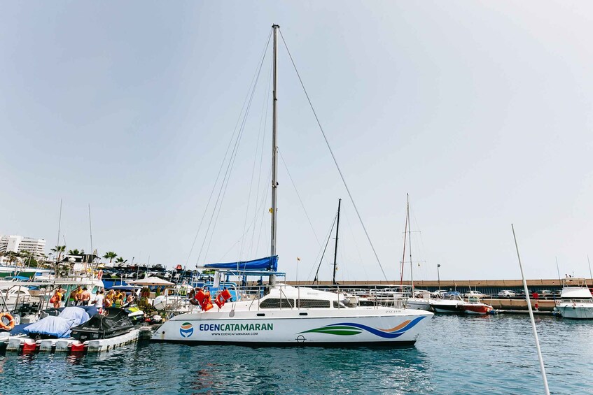 Picture 3 for Activity Costa Adeje: Whale Watching Catamaran Tour with Drinks