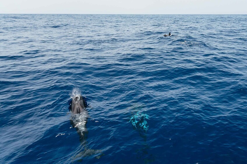 Picture 1 for Activity Costa Adeje: Whale Watching Catamaran Tour with Drinks