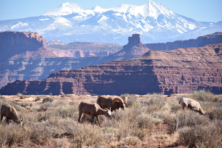 Canyonlands National Park 4x4 Safari & Scenic River Cruise
