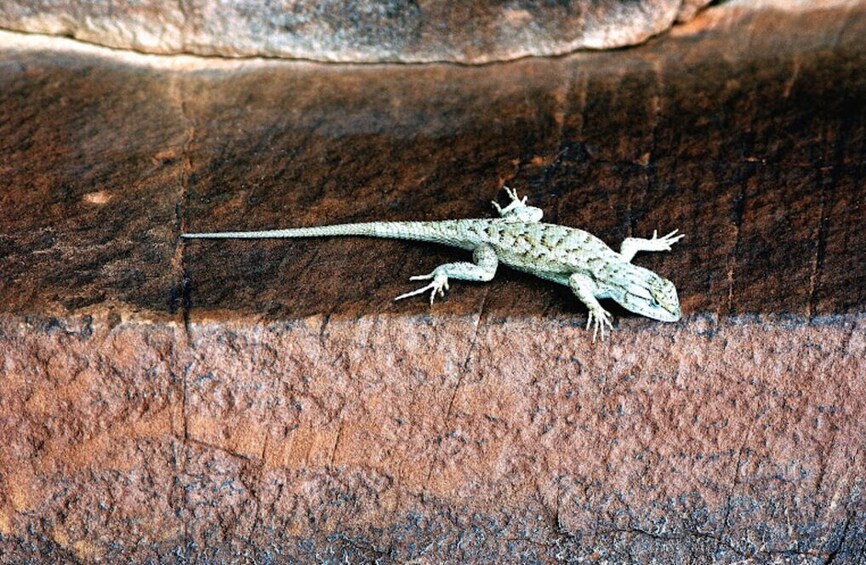 Half-Day Canyoneering Adventure