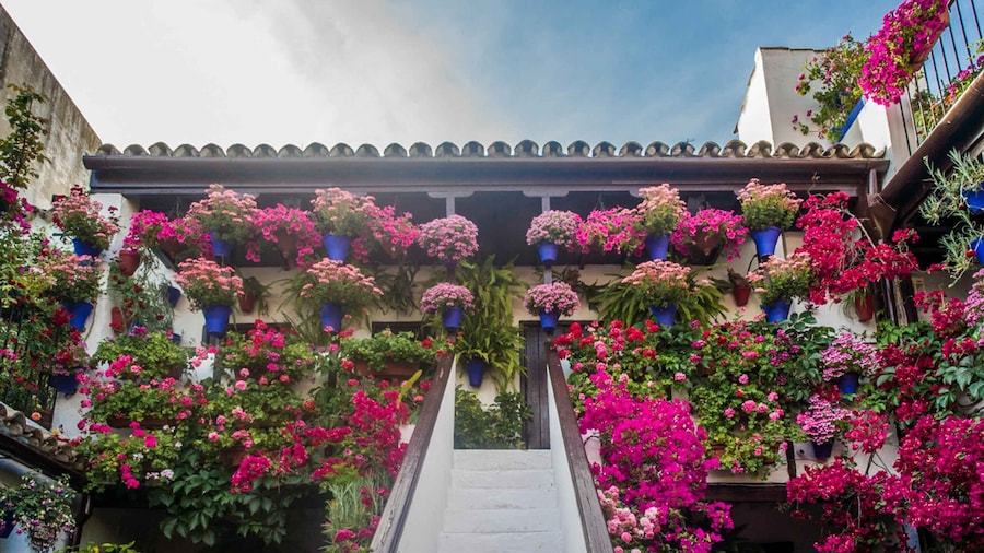 Córdoba: Guided Tour of the Patios