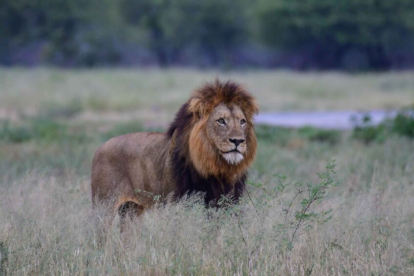 Picture 7 for Activity Kruger National Park: Private Morning Game Drive