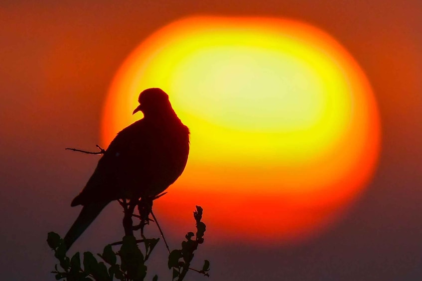 Picture 3 for Activity Kruger National Park: Private Morning Game Drive