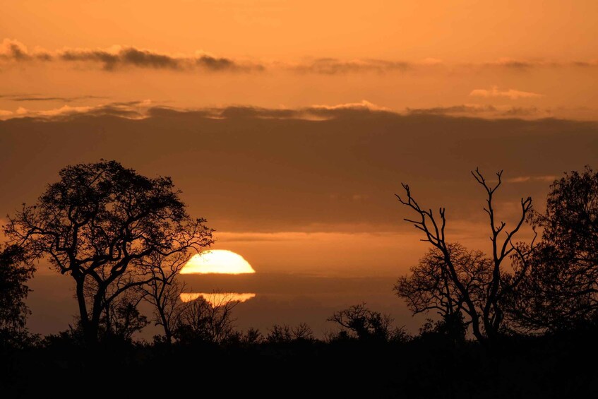 Picture 12 for Activity Kruger National Park: Private Morning Game Drive