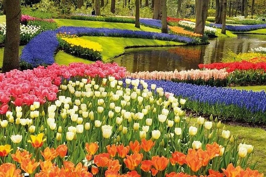 Picture 2 for Activity Brussels: Keukenhof, Tulips, and Delft Day Trip