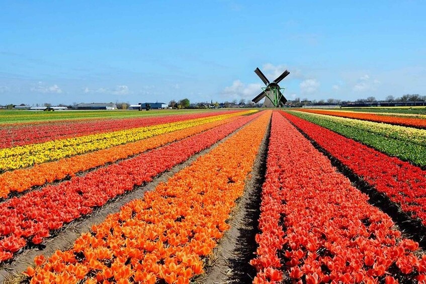 Picture 3 for Activity Brussels: Keukenhof, Tulips, and Delft Day Trip