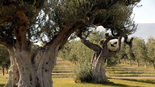 Midday Olive Oil Tour and Visit to Old Town of Belchite