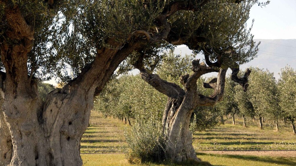 Midday Olive Oil Tour and Visit to Old Town of Belchite