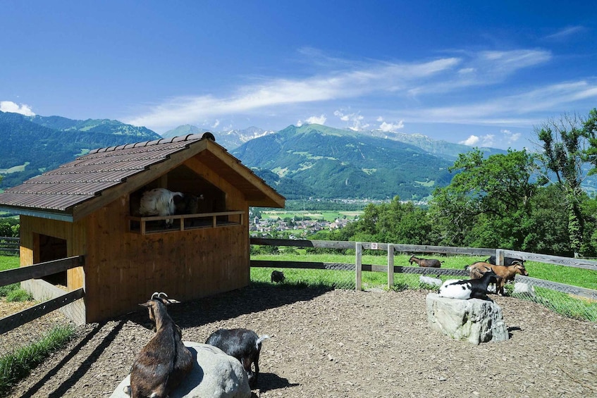 Picture 4 for Activity From Zurich: Private Trip to Liechtenstein and Heidiland