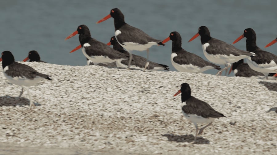 Everglades: Birding, Wildlife, and Photography Expedition