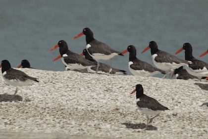 Everglades: expedición de observación de aves, vida silvestre y fotografía