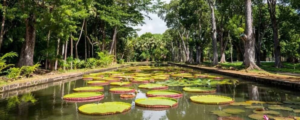 Picture 2 for Activity Port Louis: Mont Choisy, Botanical Garden, and Church Tour